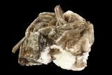 Muscovite & White Albite Crystal Association - Brazil #95570-1